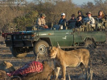 With the tough drought conditions that have plagued the Kruger Park this year, it’s no surprise that the grazing animals are weaker than they would be if they had fed on the green grass of summer. In the Klaserie, we’ve seen the buffaloes falling victim to hungry lions regularly, meaning that the king predators are getting […]