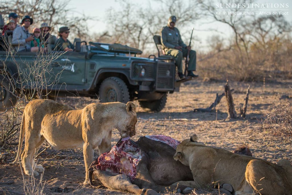 Ross Breakaway lionesses feasting on a buffalo with Africa on Foot guests looking on