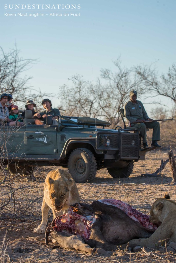 Africa on Foot arrive at the sighting of the lion kill