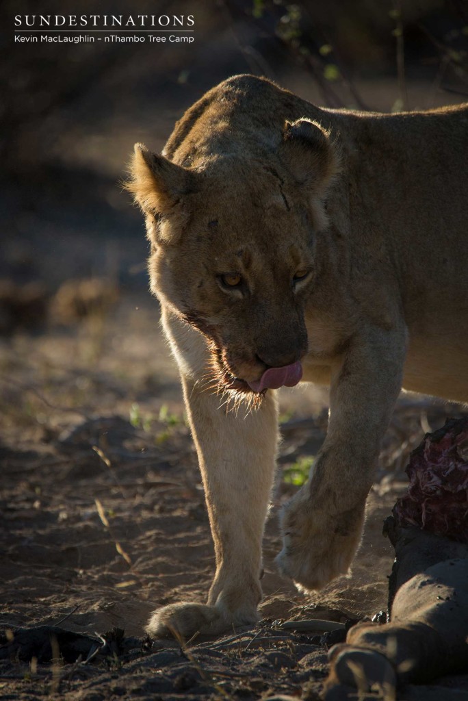 One of the Ross Breakaways licking her lips