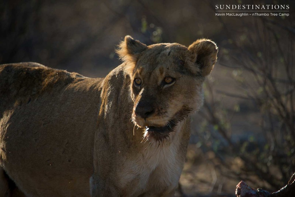 Alert lioness at the site of her buffalo kill
