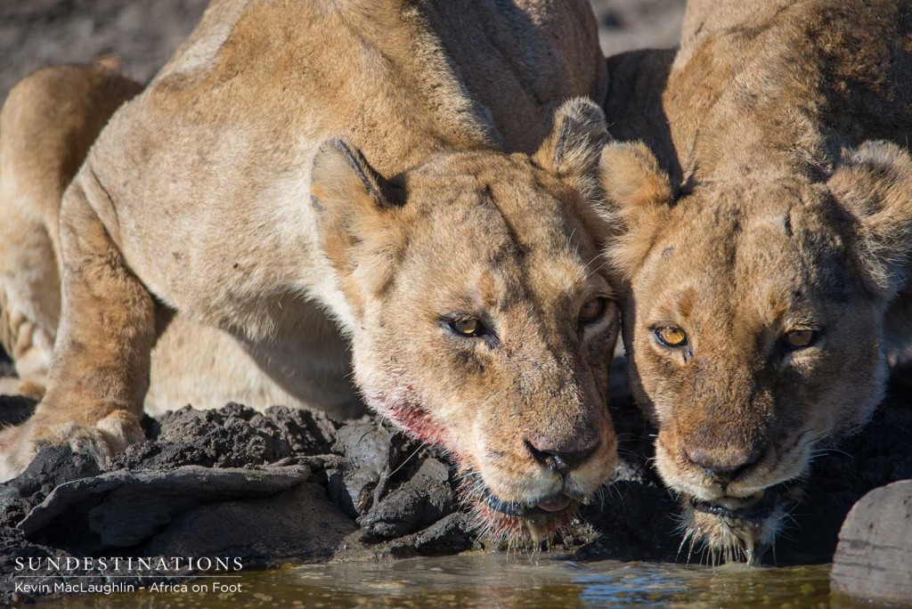 Ross Breakaway sisters drinking after feasting together