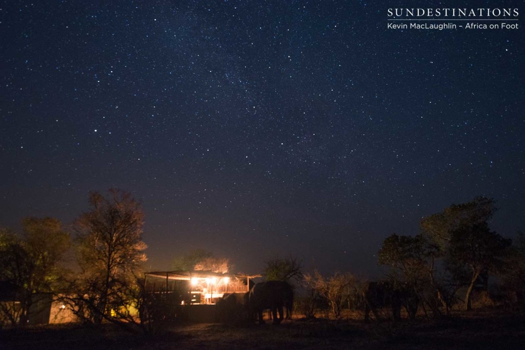 Guests enjoying a honeymoon dinner with elephant visitors