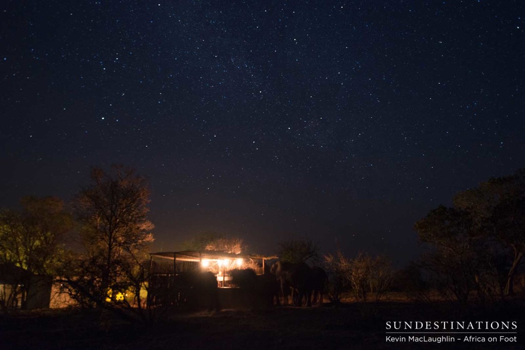 Guests enjoying a honeymoon dinner with elephant visitors