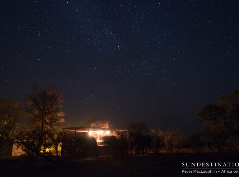 A Honeymoon Dinner with Africa’s Gentle Giants