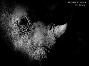 Today – World Rhino Day – brings global awareness to the battle against rhino poaching, and the reality of a future without the iconic animals that have existed on this earth for millions of years. Tragically, these rhinos, which have adapted to the dramatically changing planet over their many, many generations of life, are now […]