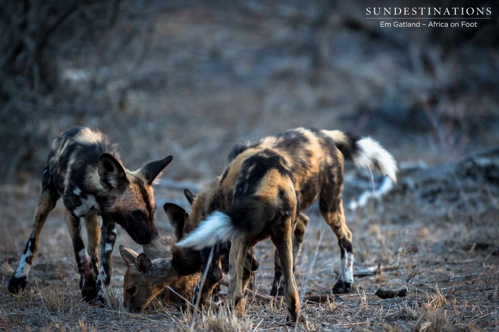 African wild dogs seen on foot making a kill at Africa on Foot