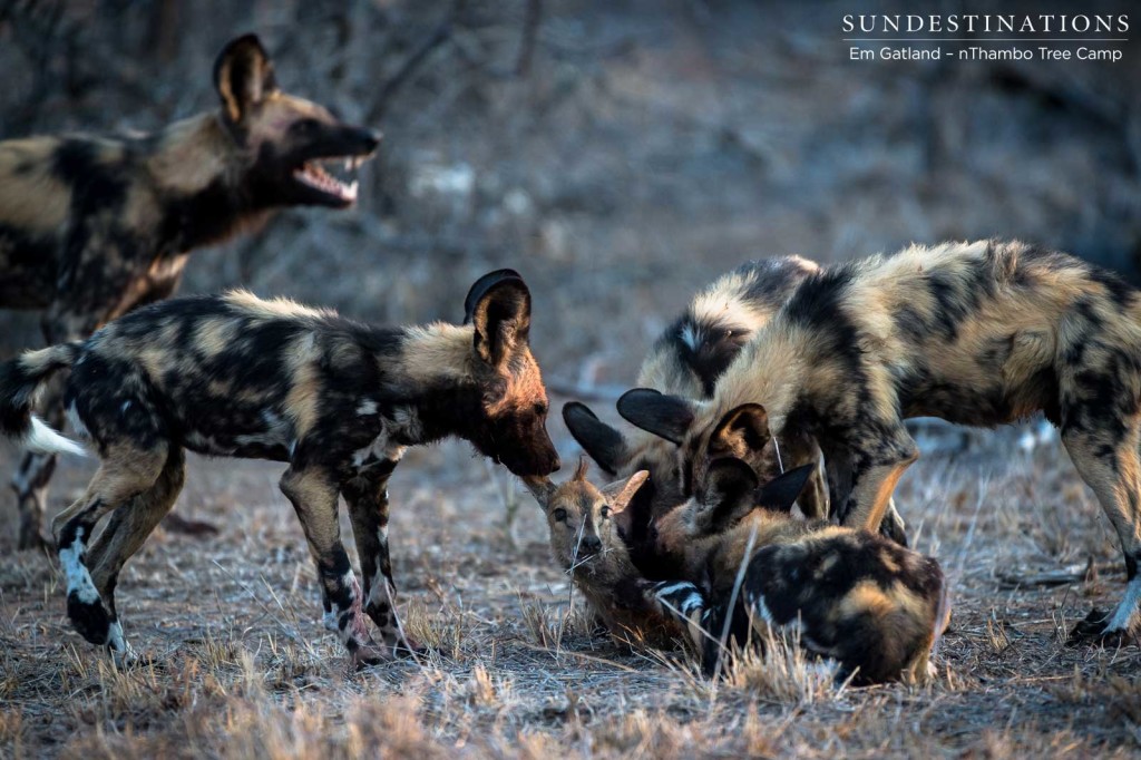 African wild dogs seen on foot making a kill at Africa on Foot