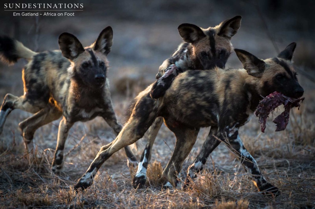 African wild dogs seen on foot making a kill at Africa on Foot