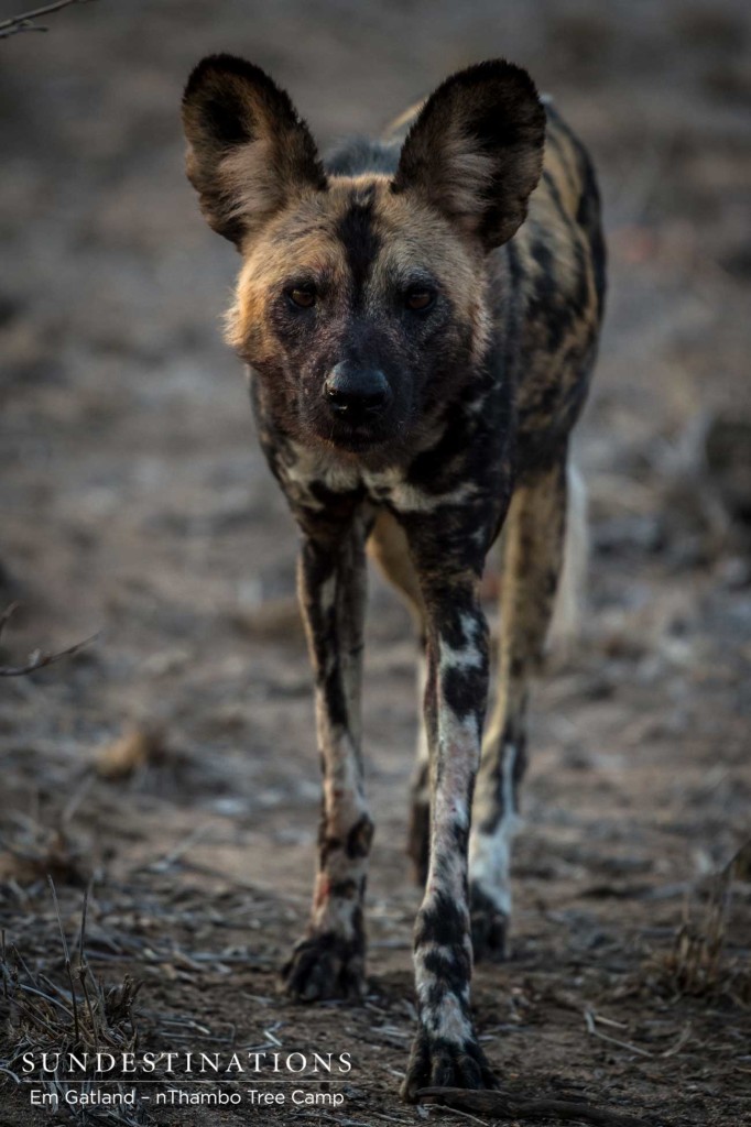 African wild dogs seen on foot making a kill at Africa on Foot