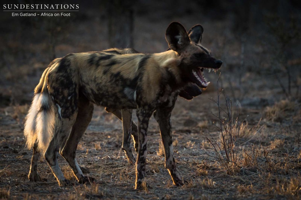 African wild dogs seen on foot making a kill at Africa on Foot