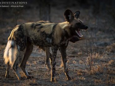 Things have been undoubtedly exciting in the Klaserie over the last 24 hours; sightings that have set our souls on fire, including leopard and cubs, lionesses, a cheetah, and a pack of 15 wild dogs! Not only were these dogs viewed on foot by guests on a walking safari at Africa on Foot, but they […]