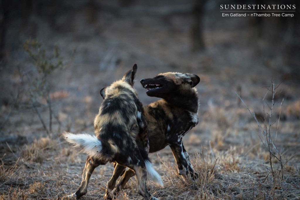 African wild dogs seen on foot making a kill at Africa on Foot