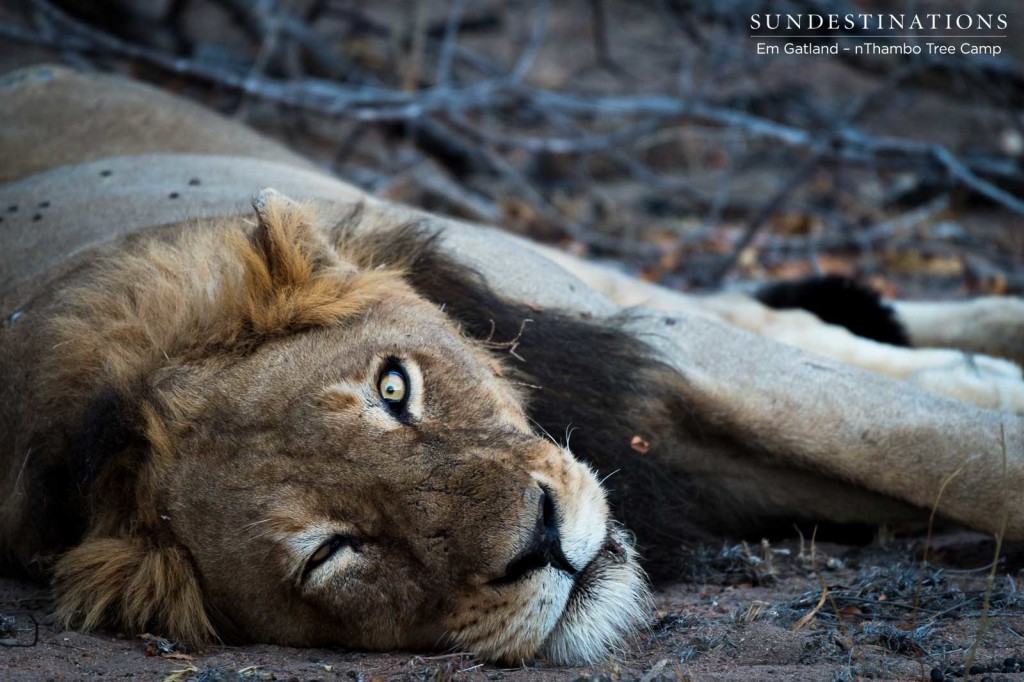 Mabande male - likely male to have sired recent cubs