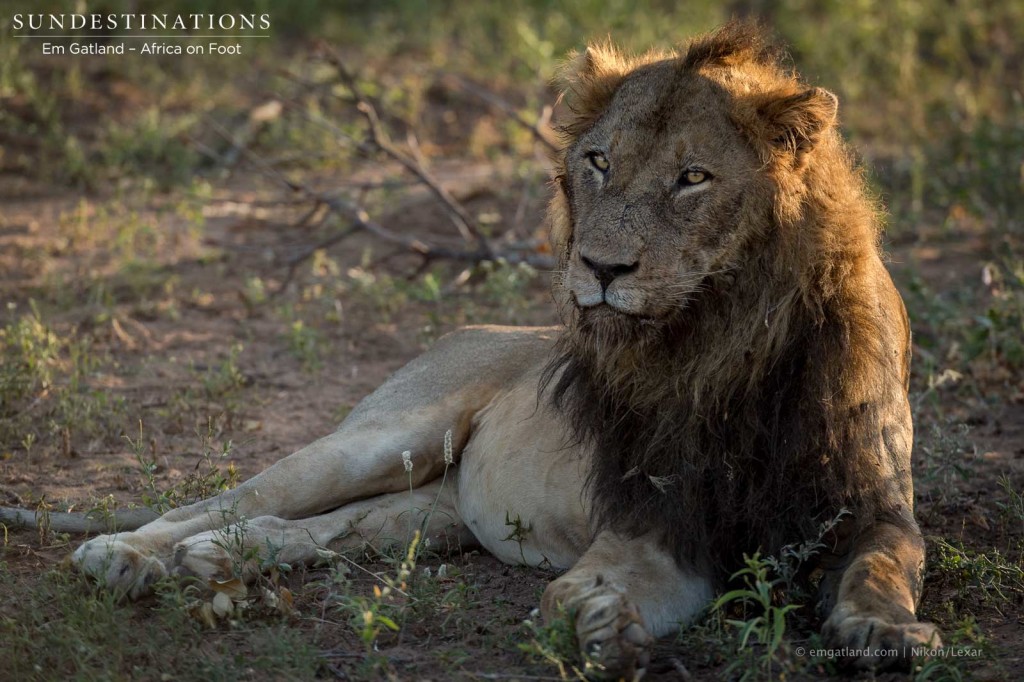 Mabande male - likely male to have sired recent cubs