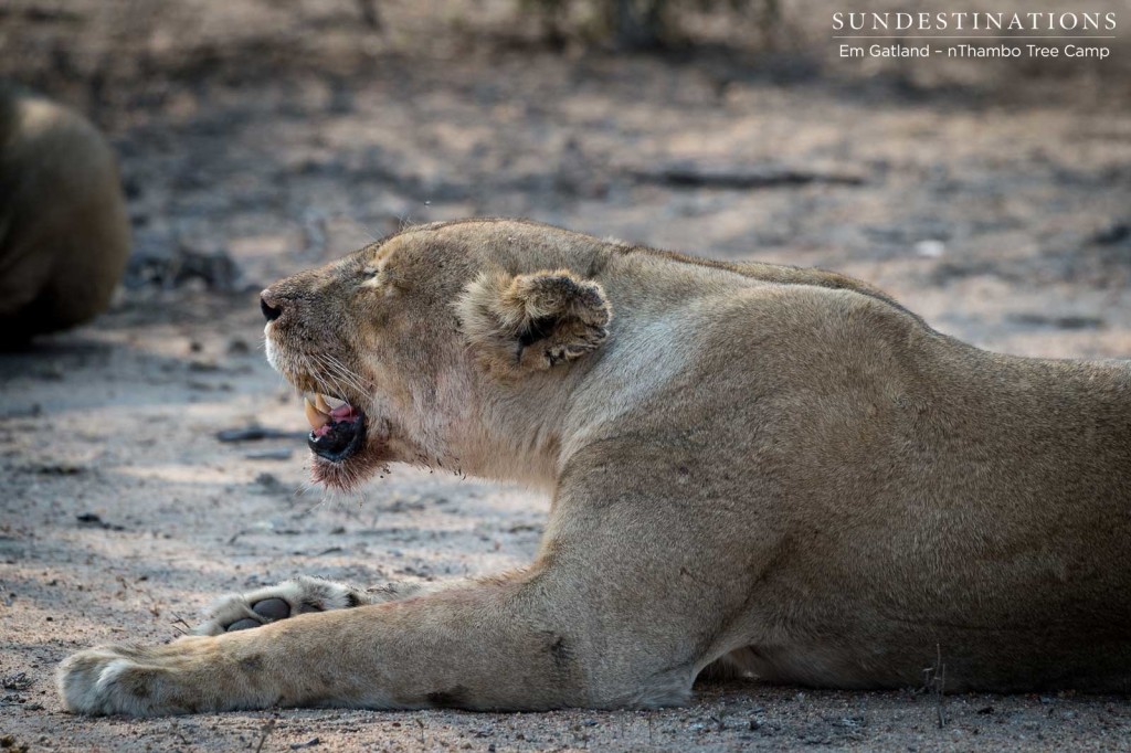 Panting from heat and exhaustion