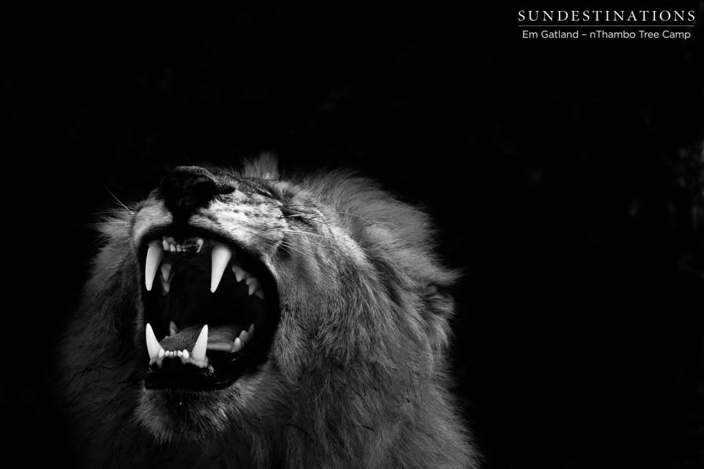 Mapoza male lion performing the Flehmen Grimace