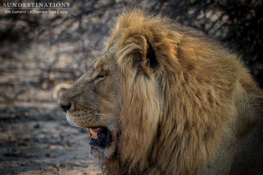 Mapoza male profile