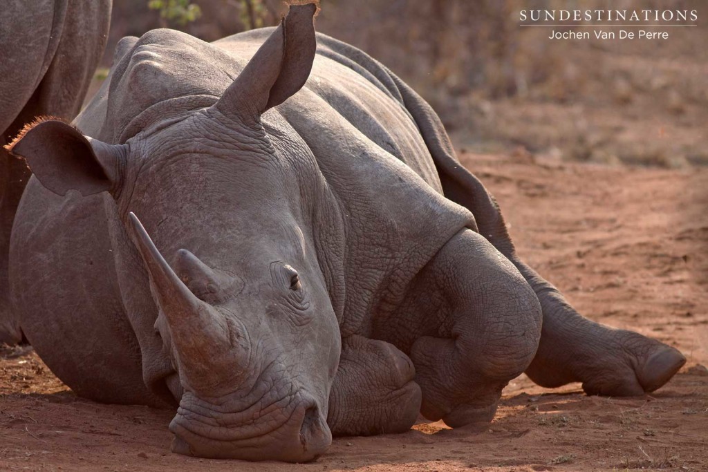 #WorldRhinoDay