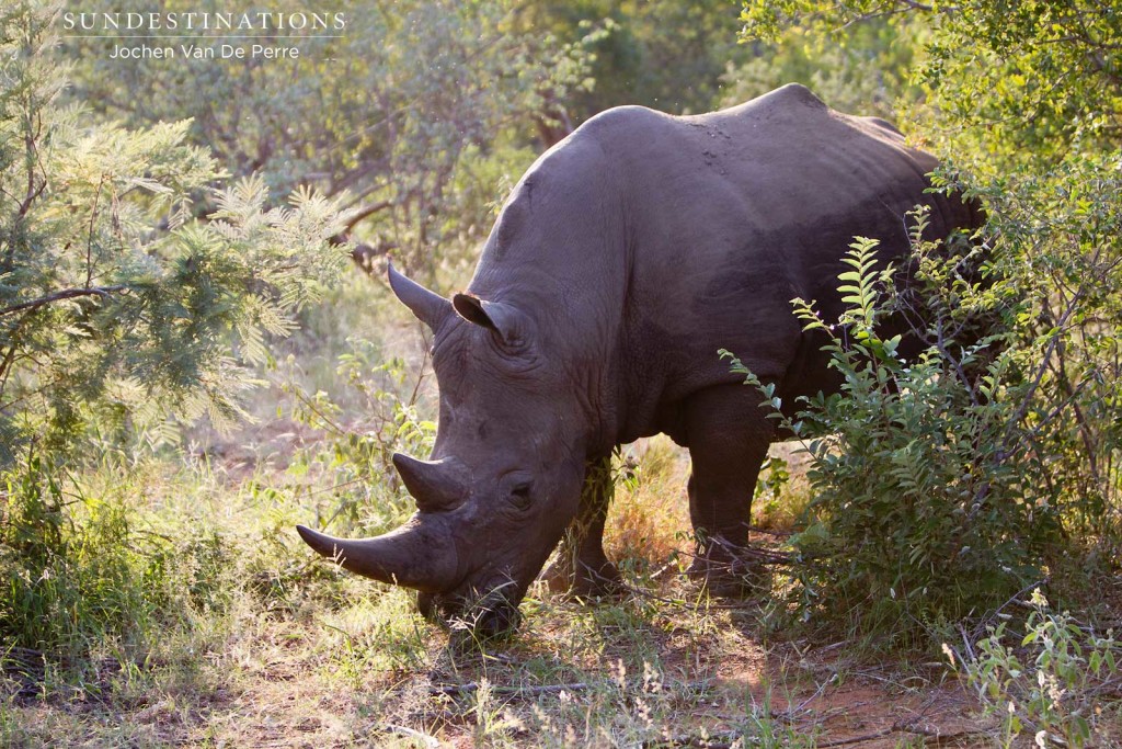 #WorldRhinoDay