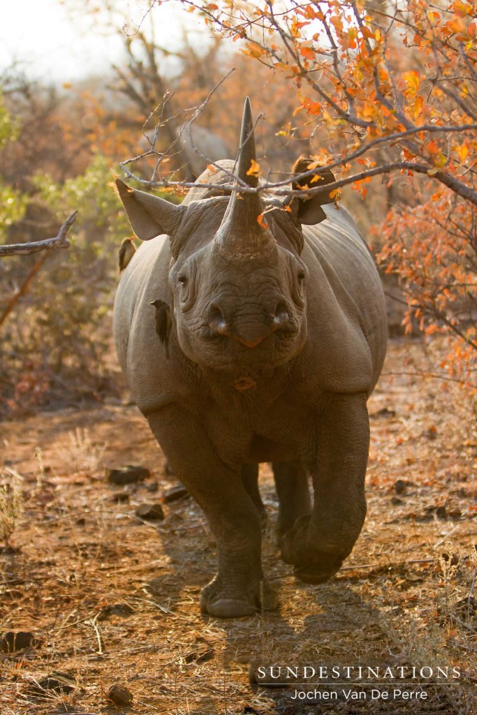 #WorldRhinoDay