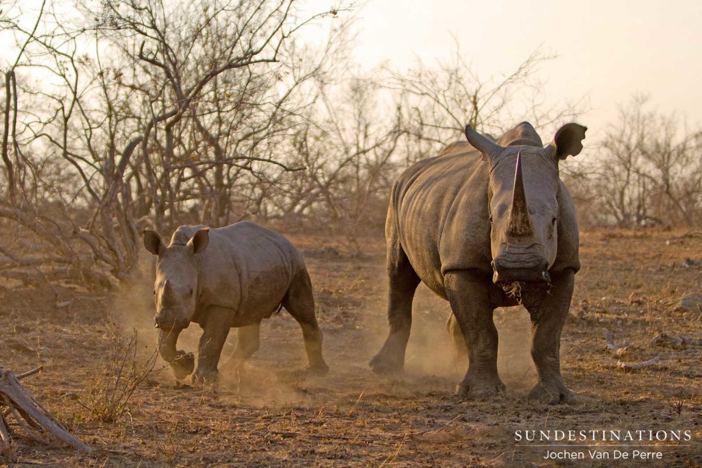 #WorldRhinoDay