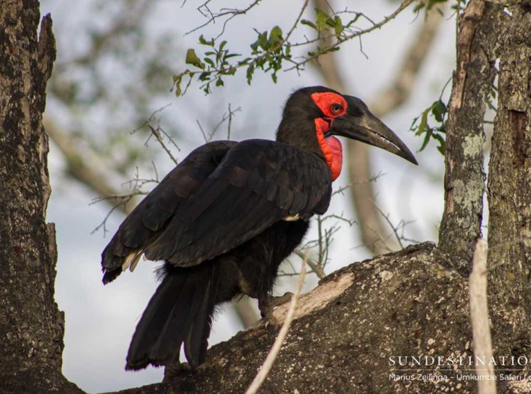 Kruger Birding Checklist : Facts and Feathers
