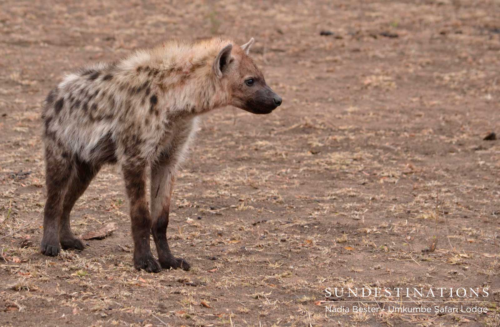Hyena at Buffalo Kill