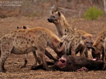 While out on game drive, guests from Umkumbe Safari Lodge enjoyed two different sightings of carnivores feasting on recent kills. A clan of hyenas bathed in bloodied, matted fur were fully submerged inside the cavity of a dead buffalo. There was plenty of high-pitched cackles and excitement surrounding the availability of meat from their very […]