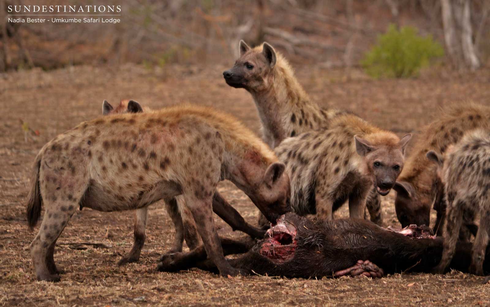 Sabi Sand Hyenas on Kill