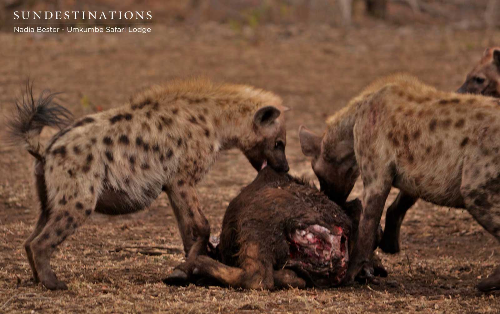 Hyena Clan on Kill