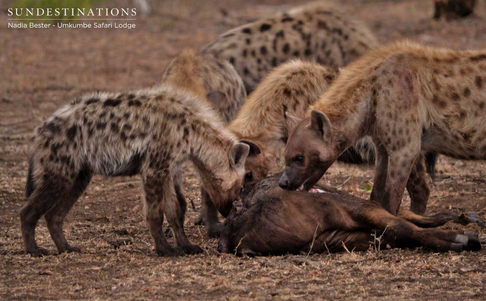 Hyenas Devour Buffalo