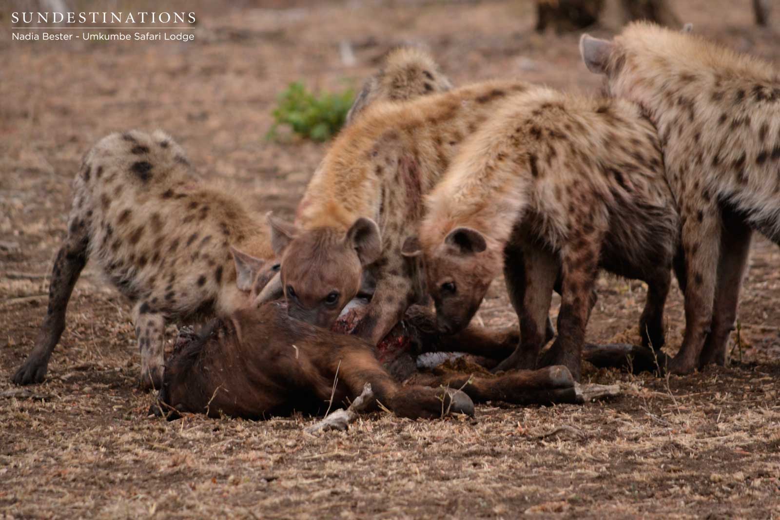 Hyenas Eat Buffalo Calf