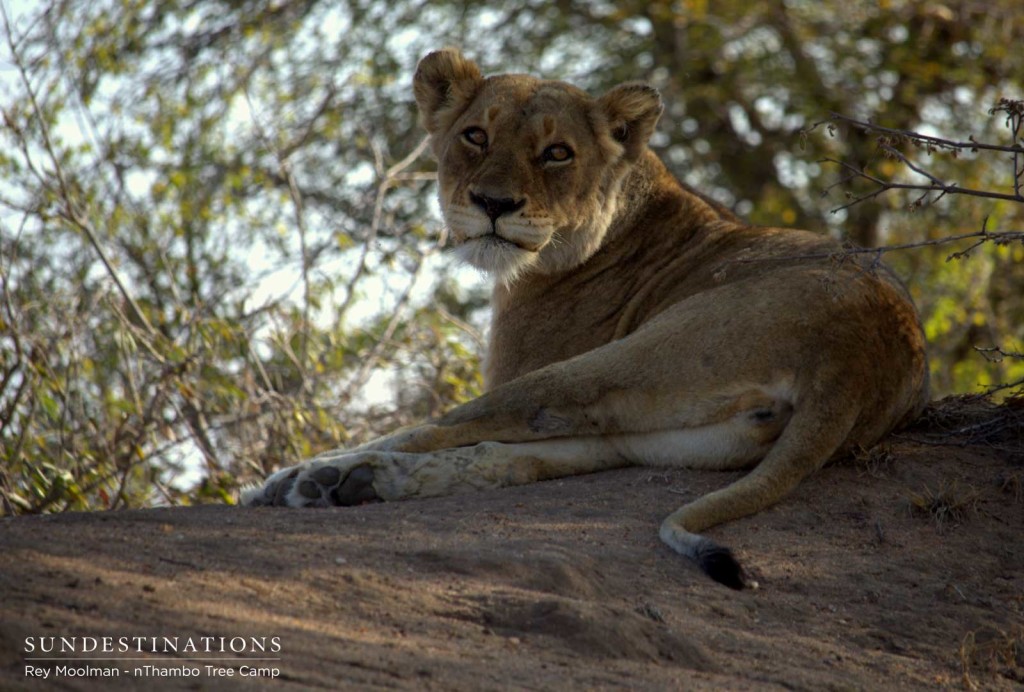 Ross Breakaway lioness