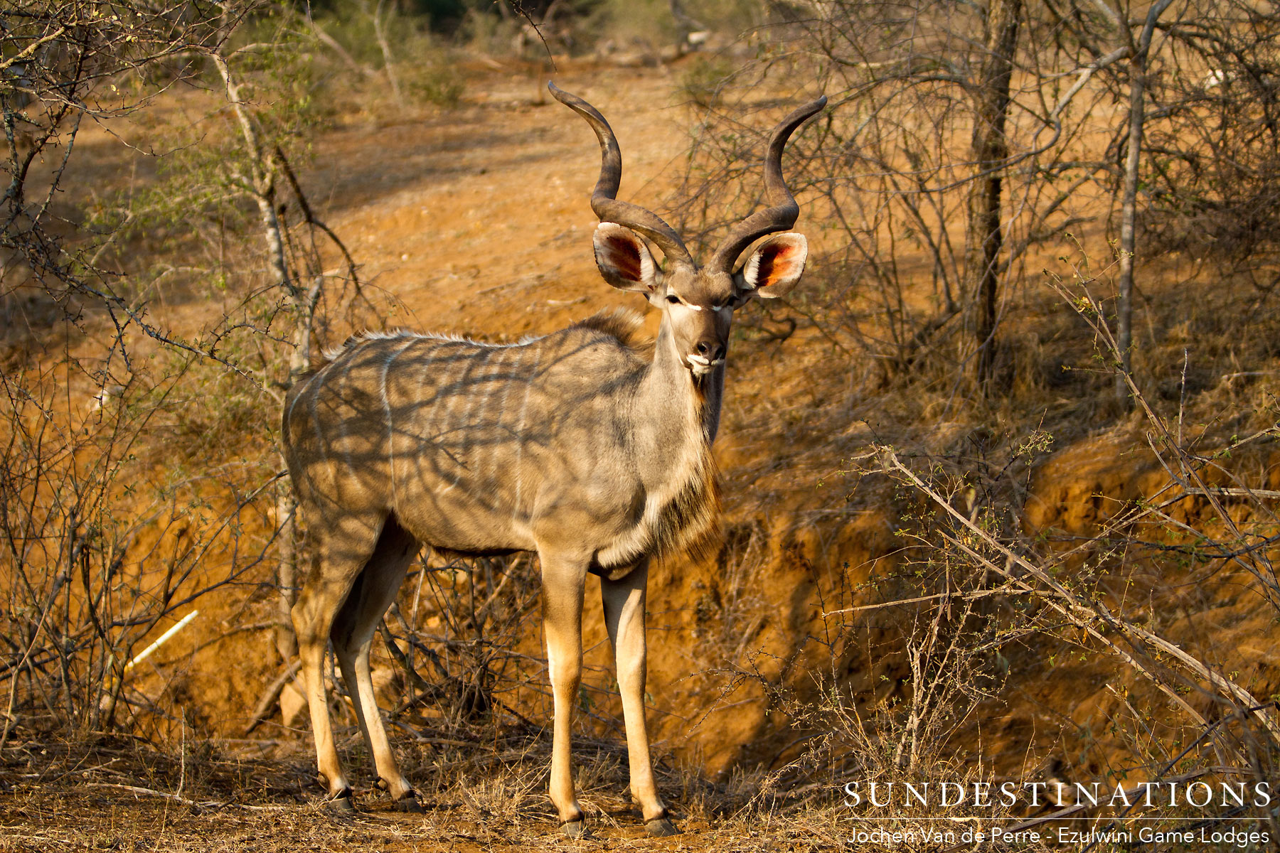 Kudu Bull - Ezulwini Game Lodges