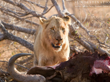 We’ll never tire of hearing about the intricate web of the Balule’s lion pride dynamics. Recently we’ve heard about the young Mohlabetsi male coalition adopting the dominant role within three prides (Mohlabetsi, River and Impalabos prides) and patrolling a wide range within the Balule traverse. These rugged boys have conducted kills, mated with available females […]