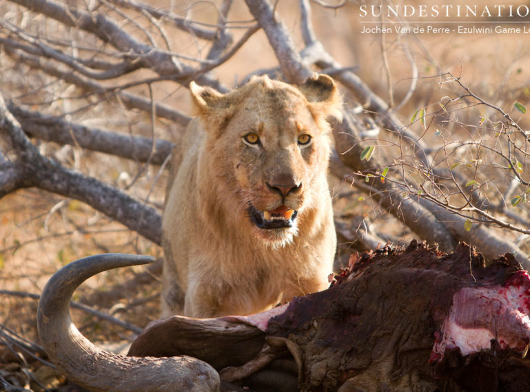 Young Lions from Mohlabetsi Pride on Buffalo Kill