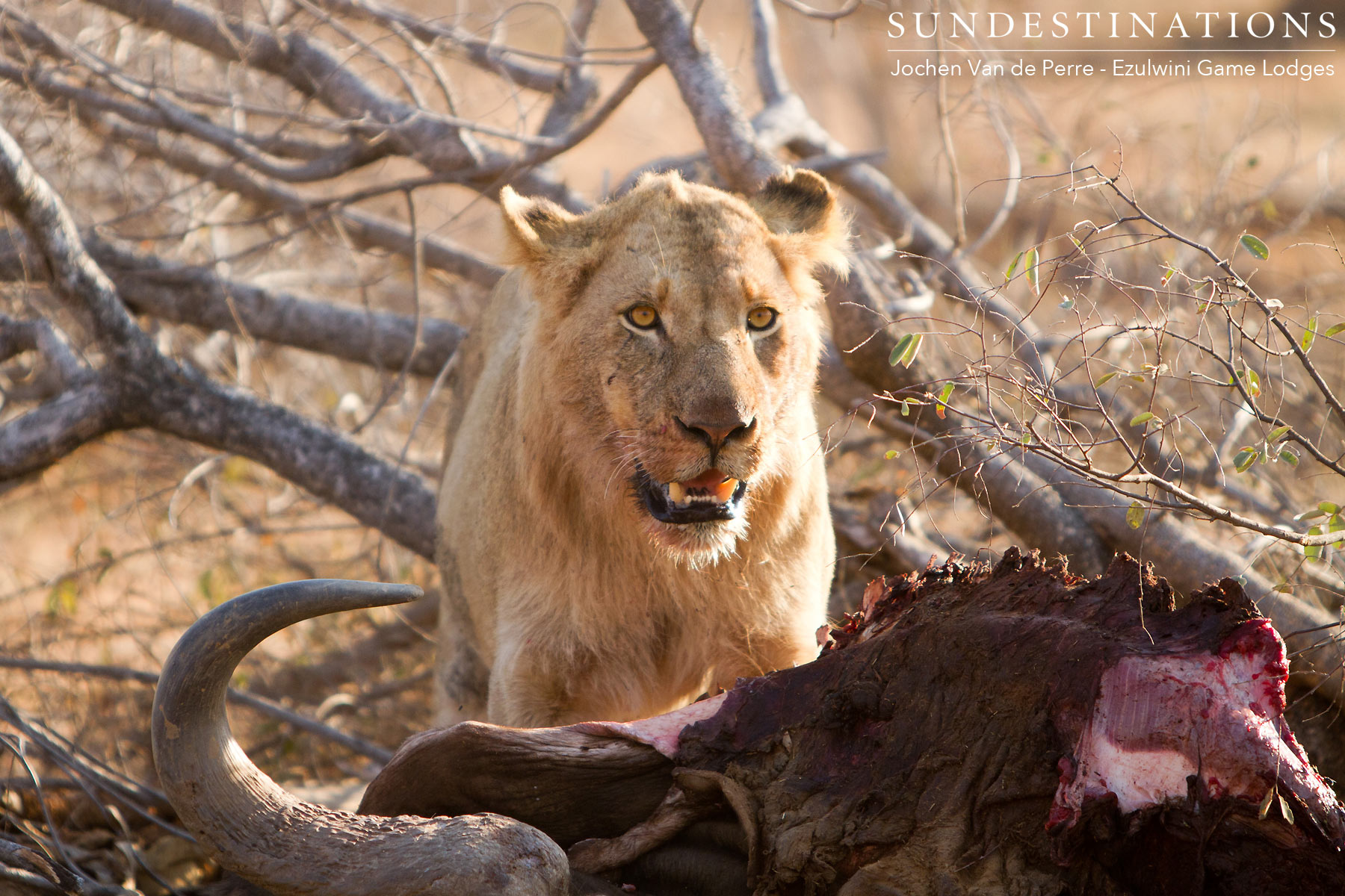 Lion on Buffalo Kill