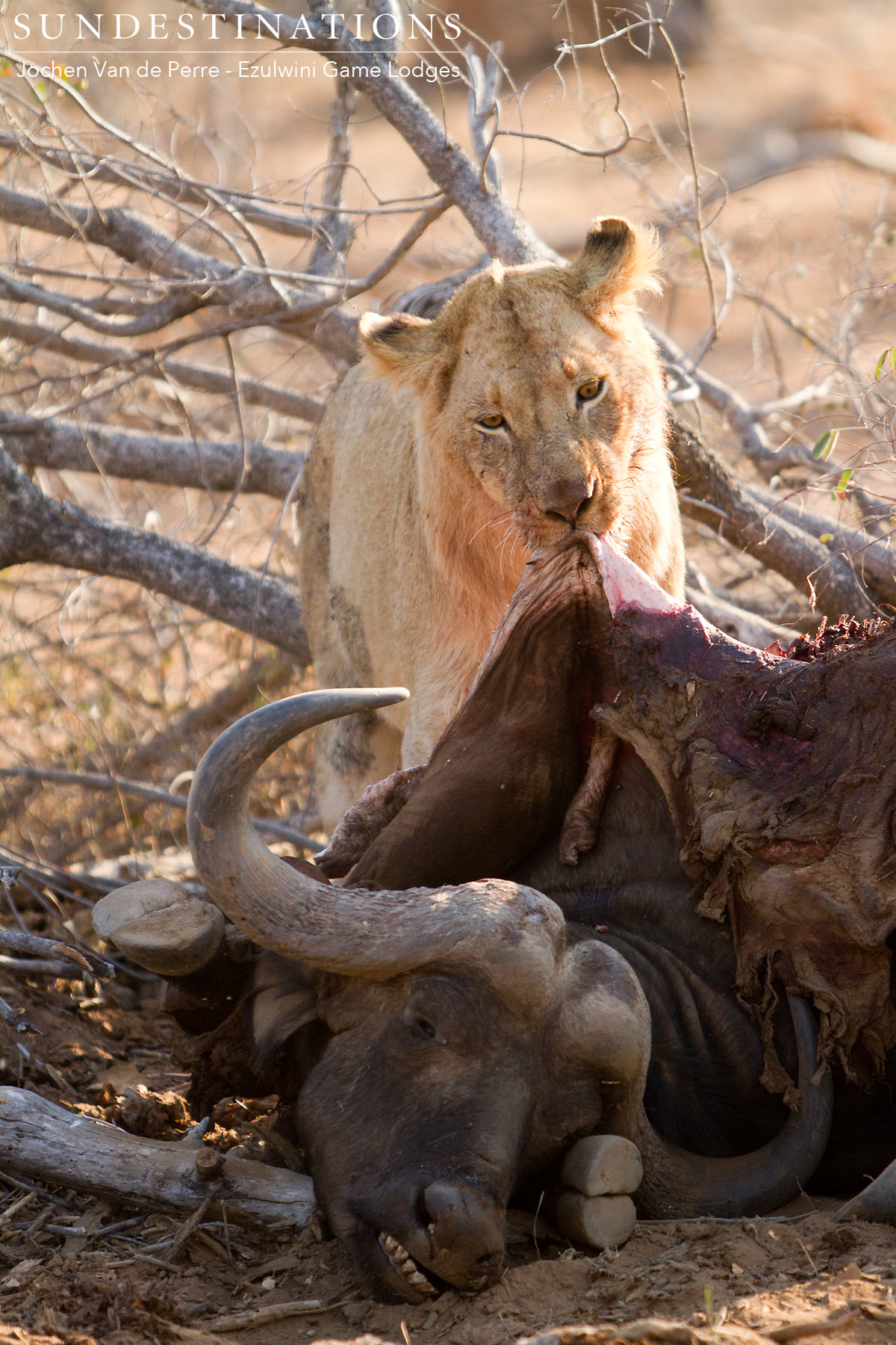 Mohlabetsi Pride of Lions on Kill