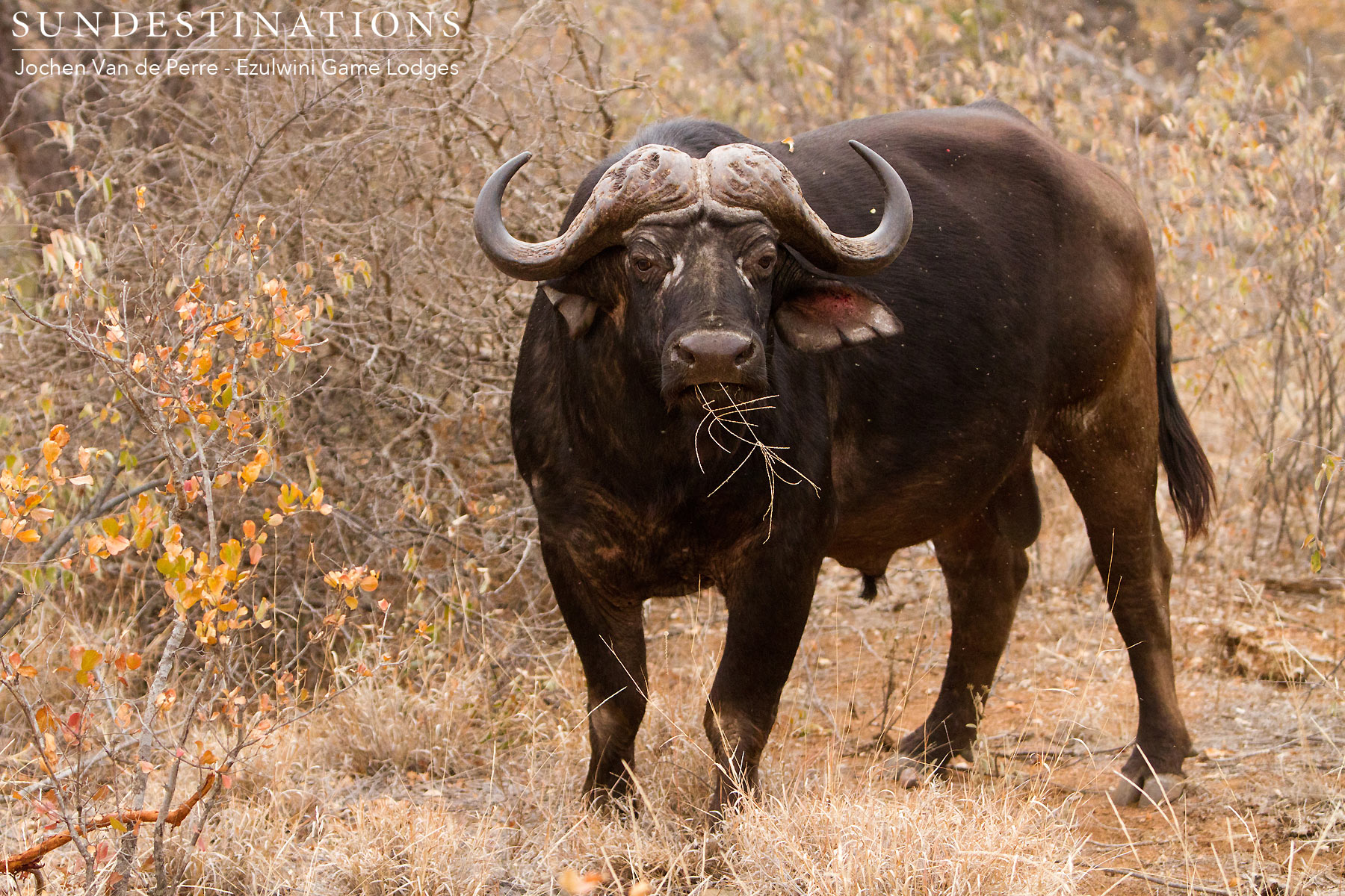 Cape Buffalo in Balule