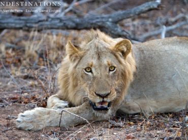 The splintered prides, the coalitions and the lone rangers of the lion world all lead colourfully intertwined lives. Whether it be a showdown between testosterone fuelled sub-adults fighting for dominance or the consistent mating with females from various prides; one thing is for certain, the lion sightings and dynamics in the Balule are never dull. About two […]