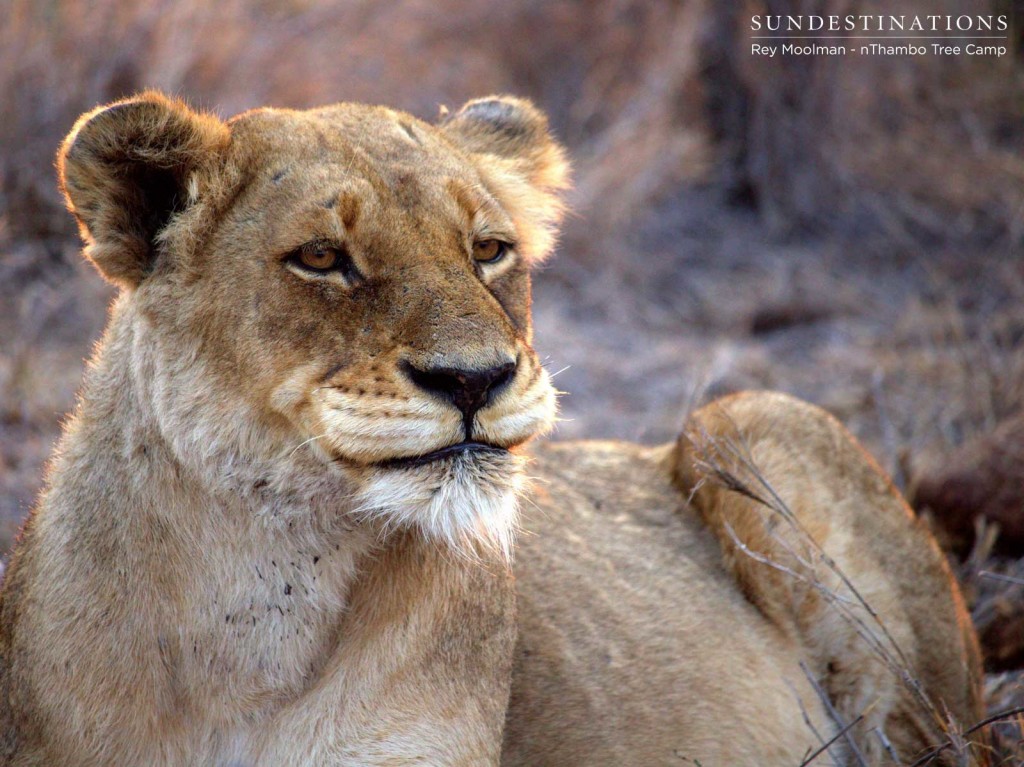 Ross Breakaway lioness