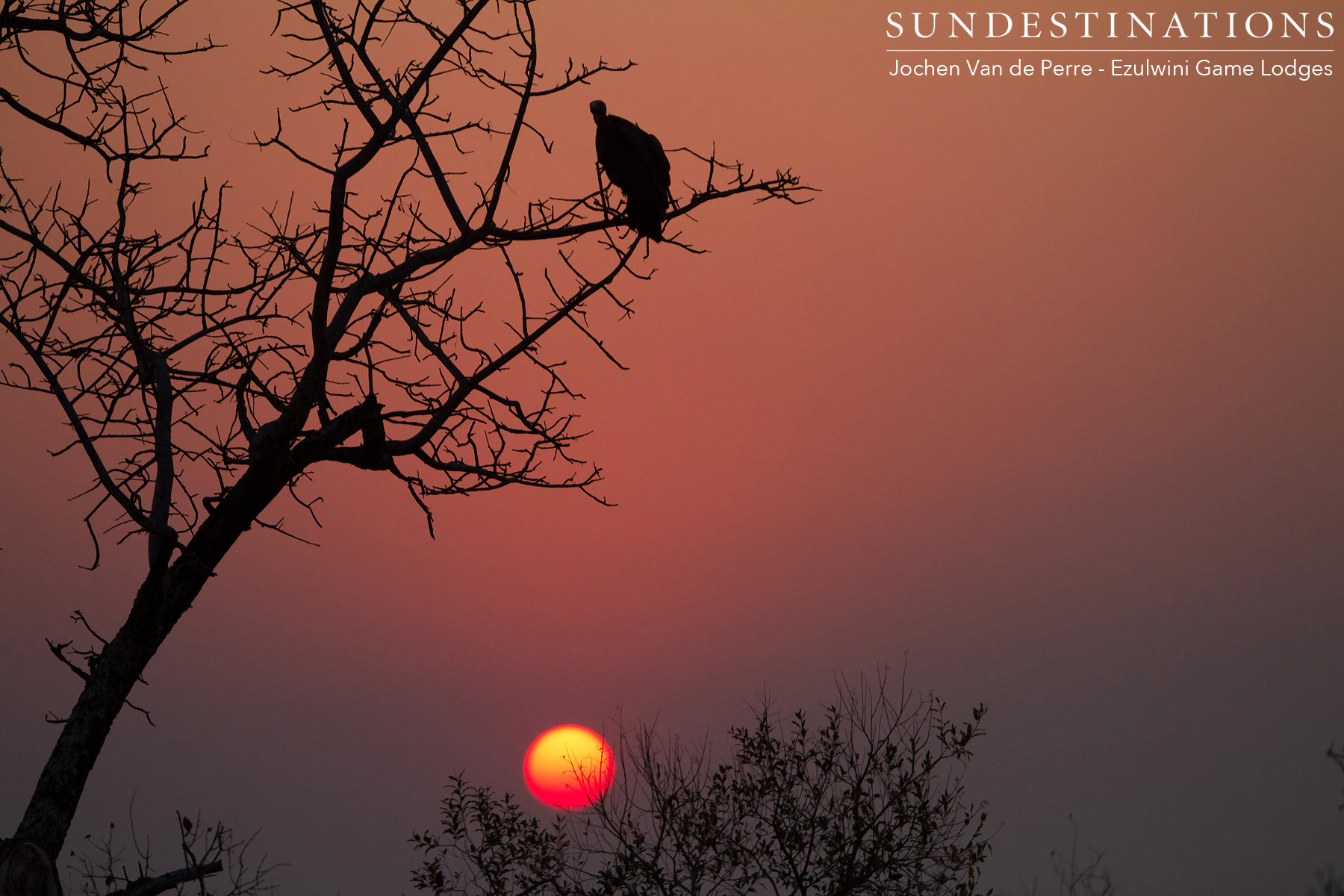 Vulture in Sunset