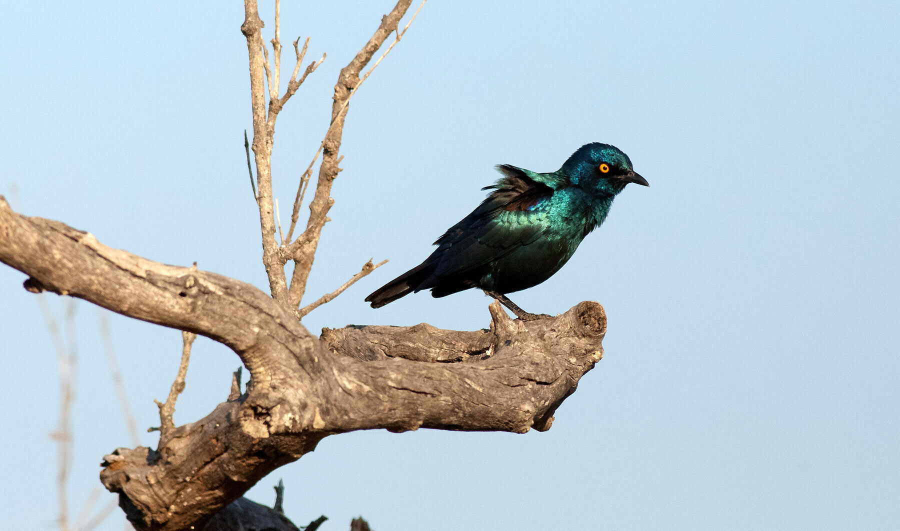 Burchill's Starling