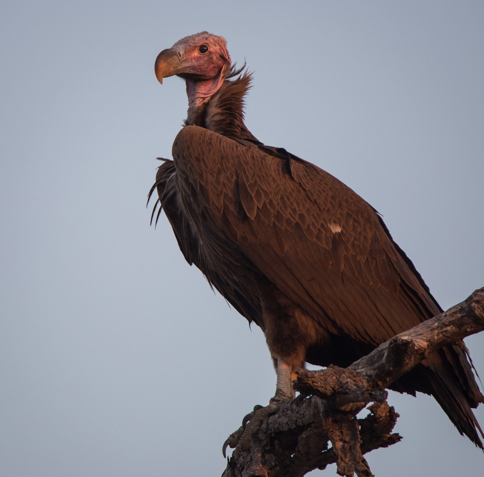 Lappet-Faced Vulture