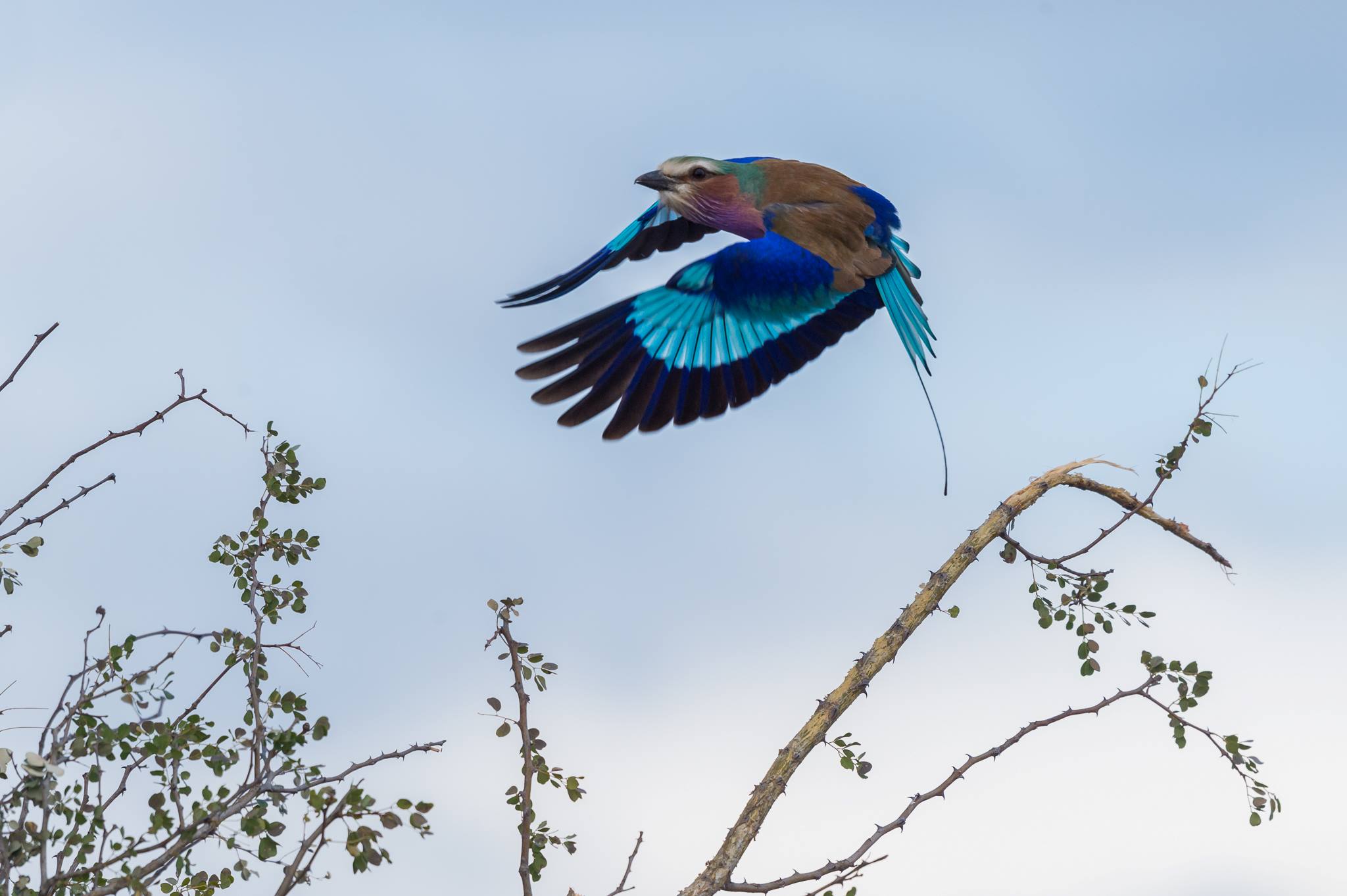 Lilac-breasted Roller in Greater Kruger