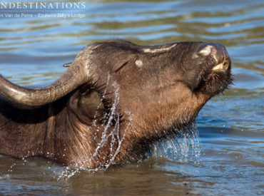 Rangers in the Balule often stumble across huge breeding herds of buffalo that arrive en masse to the waterholes peppered around the Ezulwini Lodges. The herds number up to 400, which makes for remarkable sightings for guests. The lone bulls, often referred to as Dagga Boys, lather themselves in mud and pass their days by soaking […]