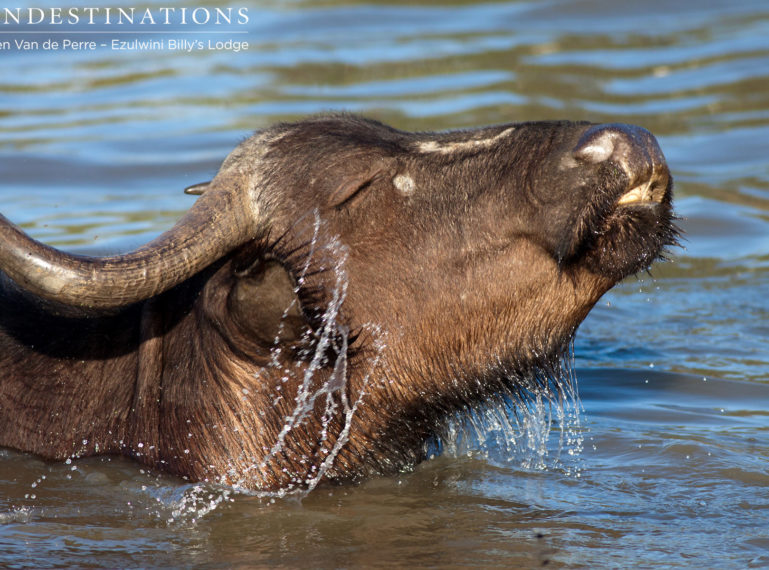 5 Facts About Buffalo in the Balule Nature Reserve