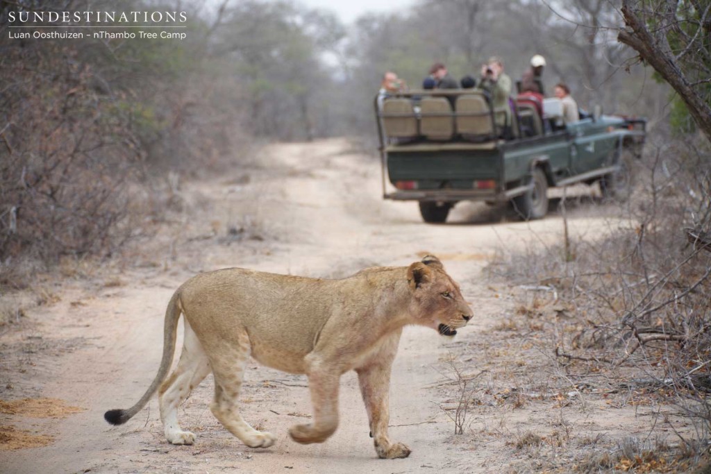 The one female subadult of the Hercules Pride