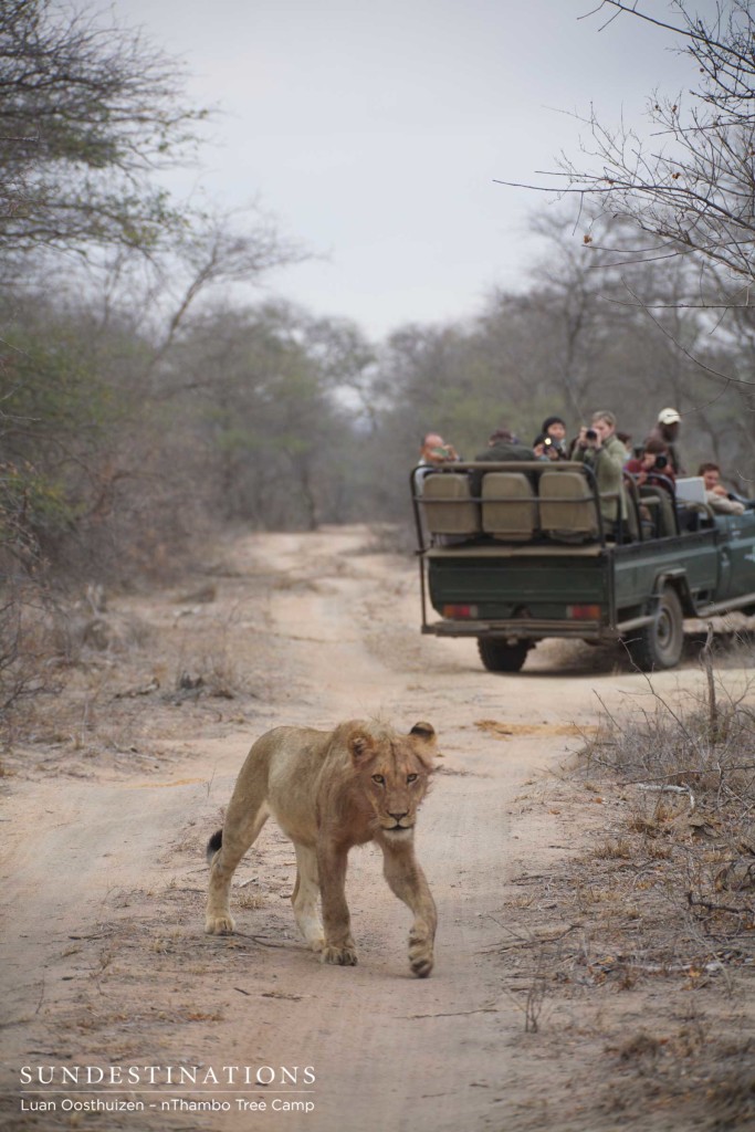 Almost 2-year-old male subadult cub